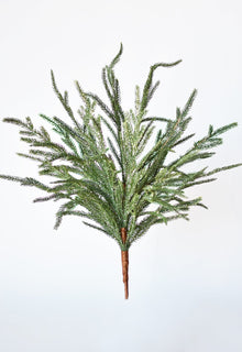 Norfolk Pine Branch
