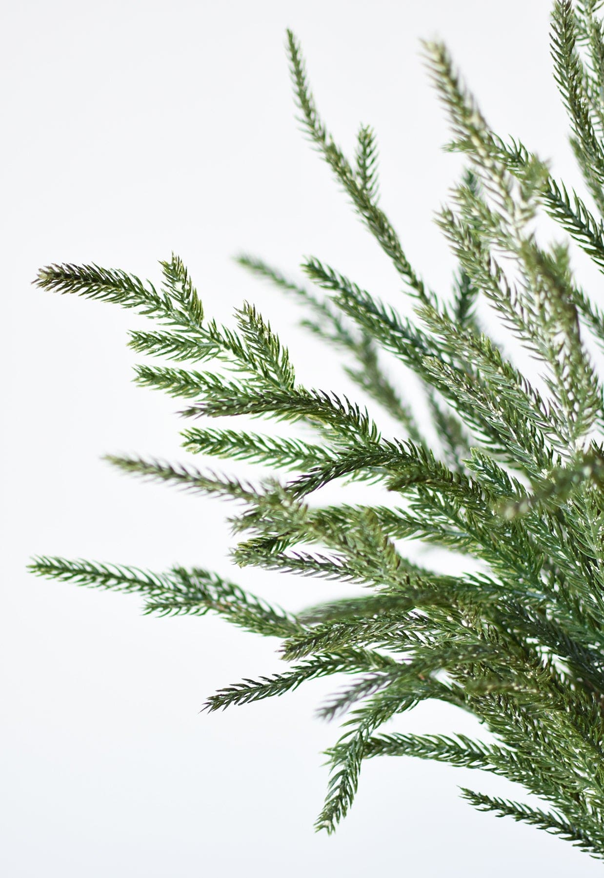 Norfolk Pine Branch