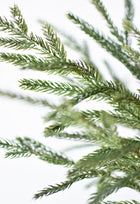 Norfolk Pine Branch
