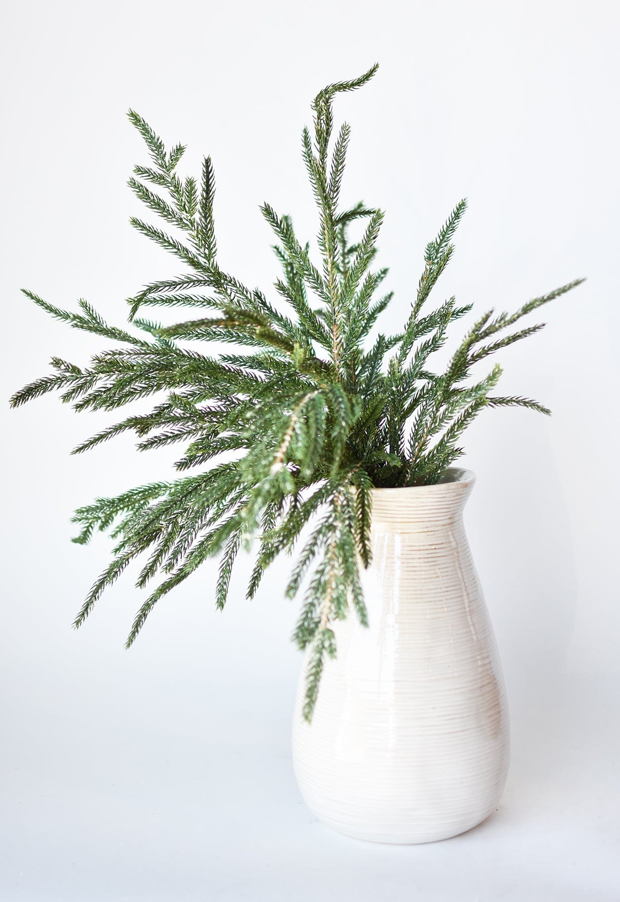 Norfolk Pine Branch