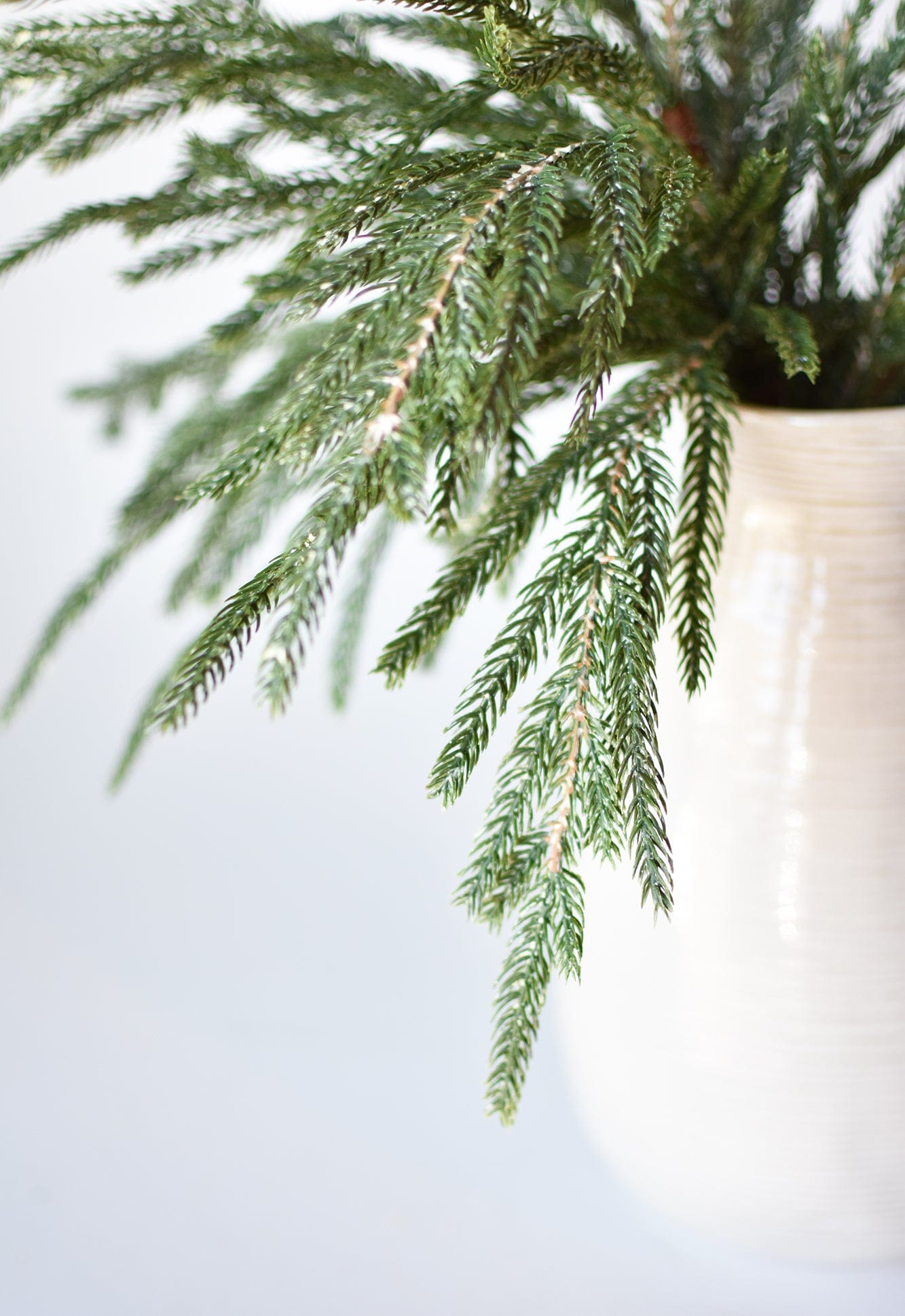 Norfolk Pine Branch