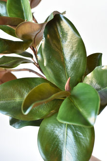 Artificial magnolia branch with 4 lush leaf clusters