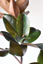 40" Artificial Magnolia Leaf Branch