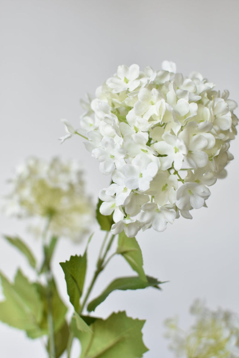 White Hydrangea Plant