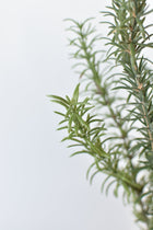 Artificial rosemary bush for indoor and outdoor décor