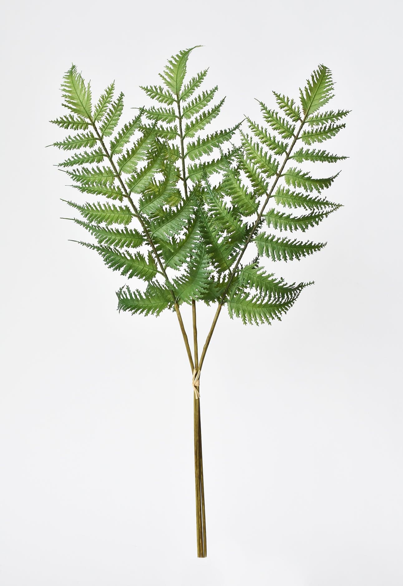 Forex Fern Stem