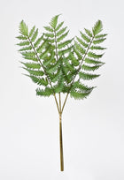 Forex Fern Stem