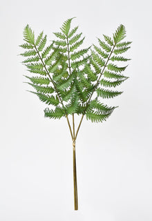 Forex Fern Stem