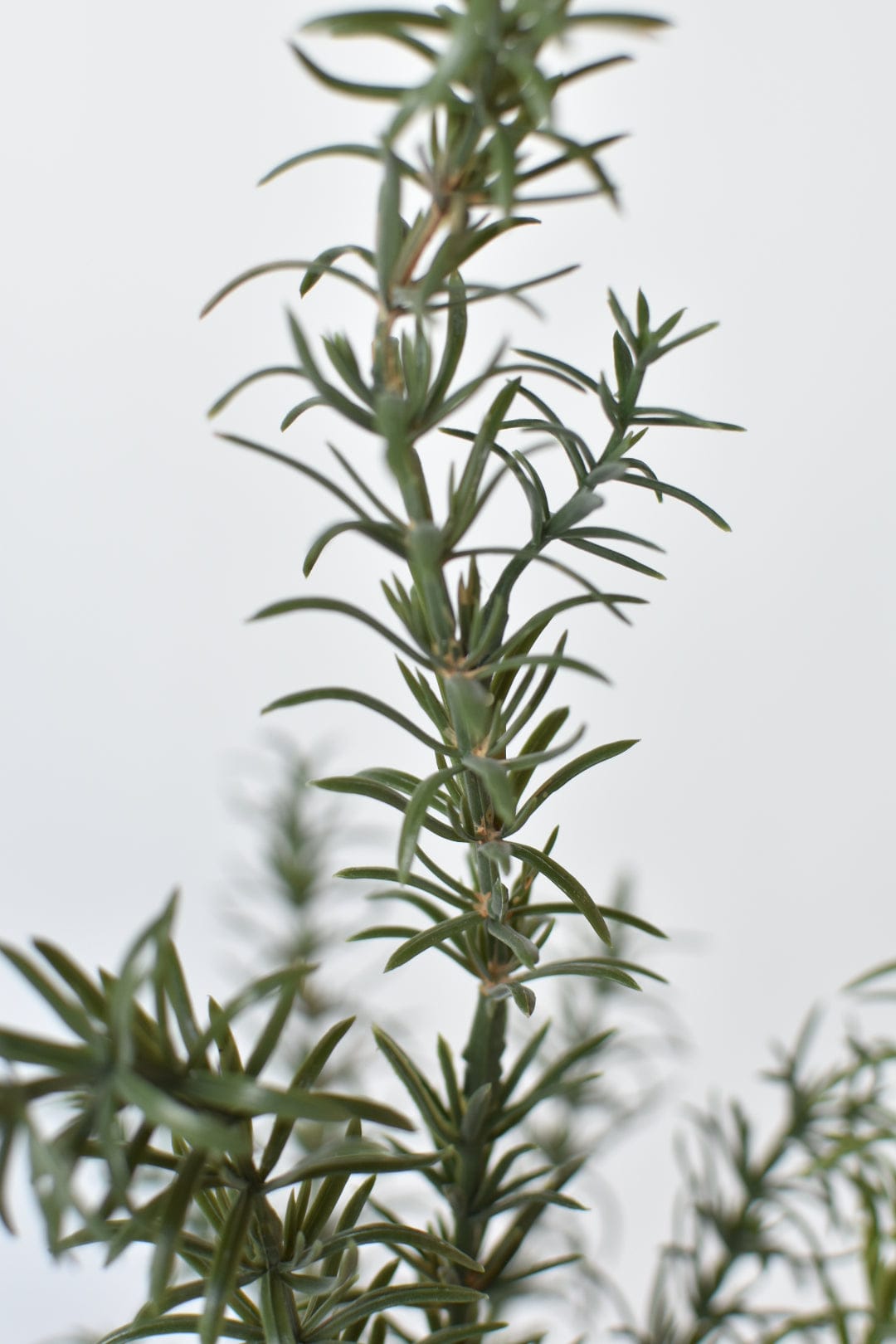 24" Artificial Rosemary Bush