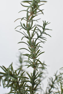 24" Artificial Rosemary Bush