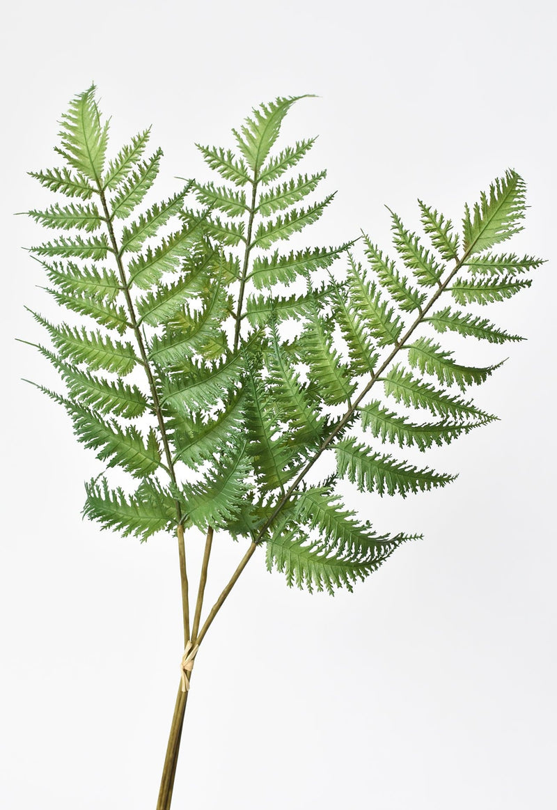 Forex Fern Stem