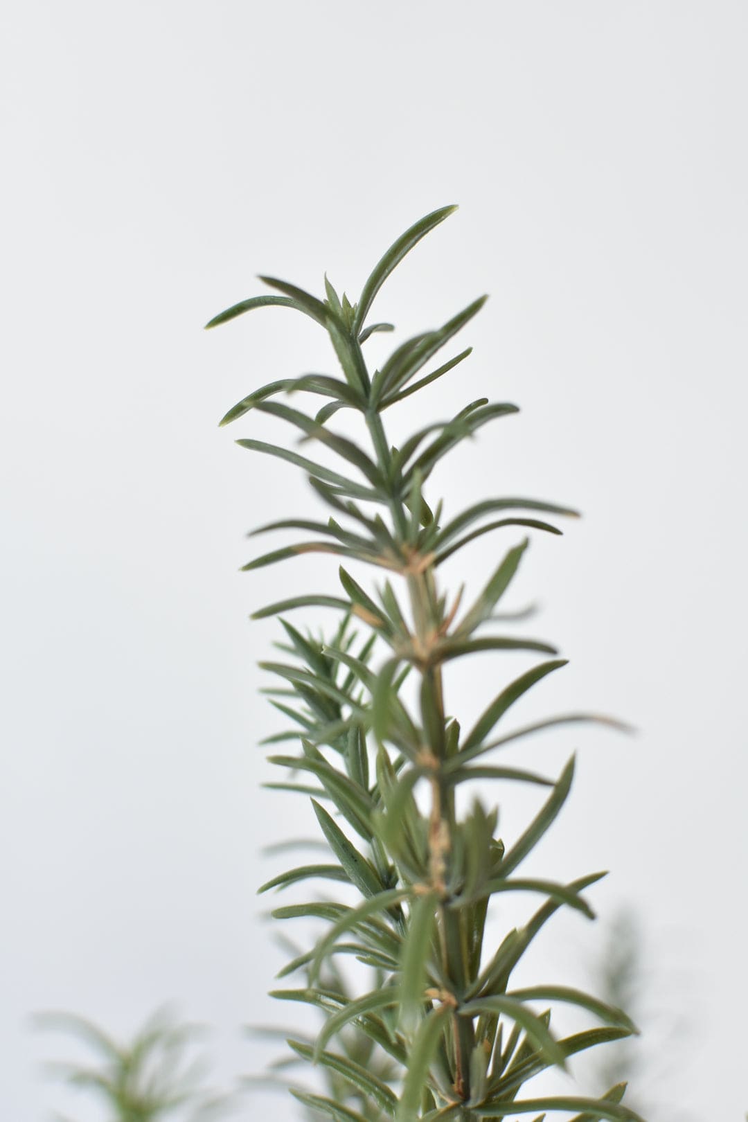 24" Artificial Rosemary Bush