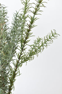 24" Artificial Rosemary Bush