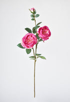 Fuchsia Cabbage Rose Stem