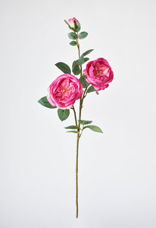 Fuchsia Cabbage Rose Stem