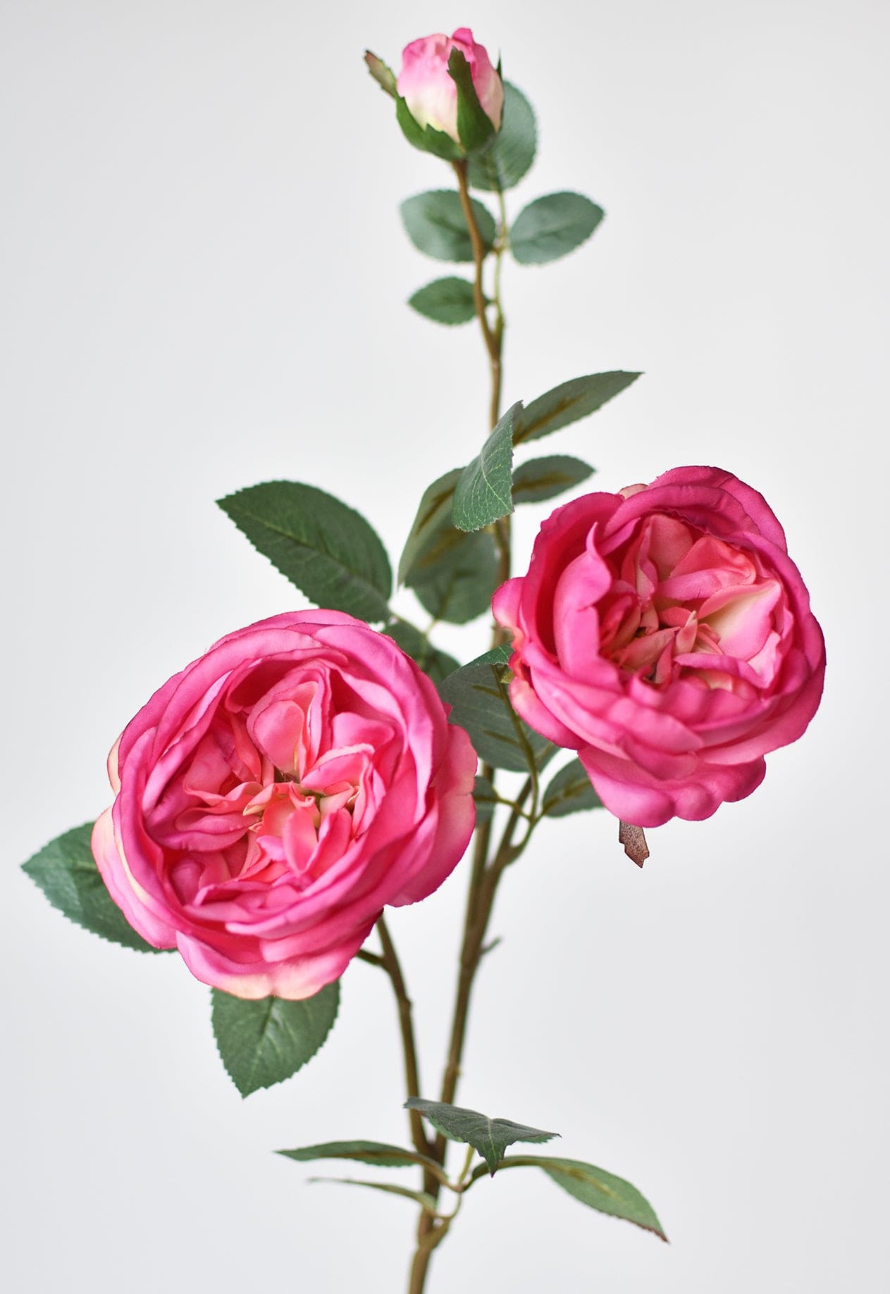 Fuchsia Cabbage Rose Stem