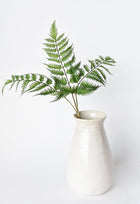 Forex Fern Stem