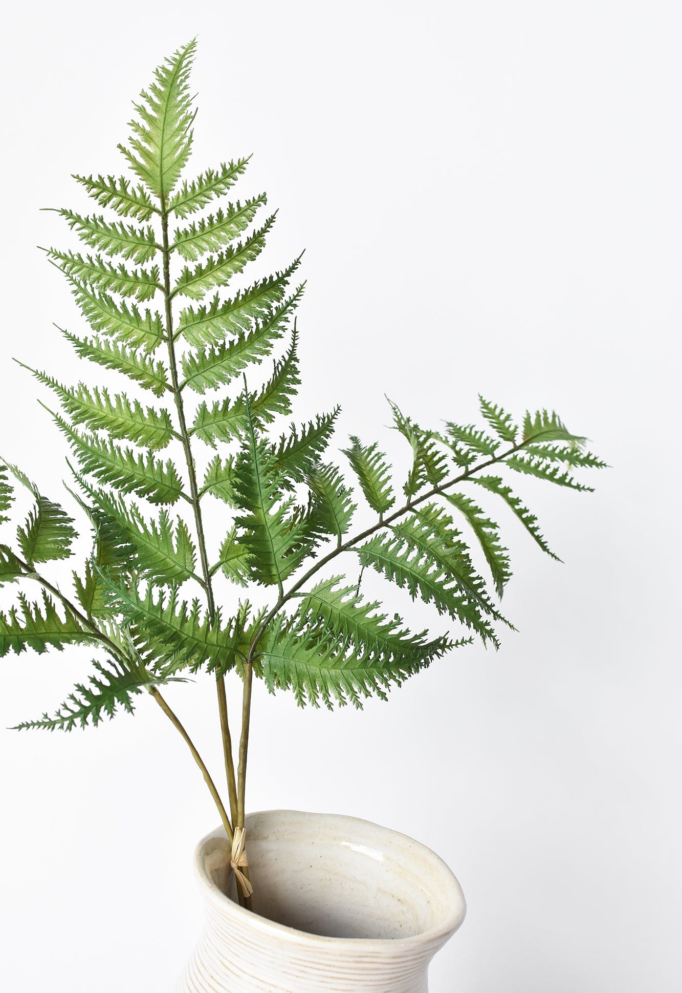 Forex Fern Stem