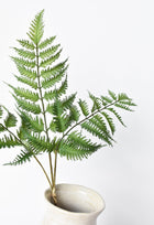 Forex Fern Stem