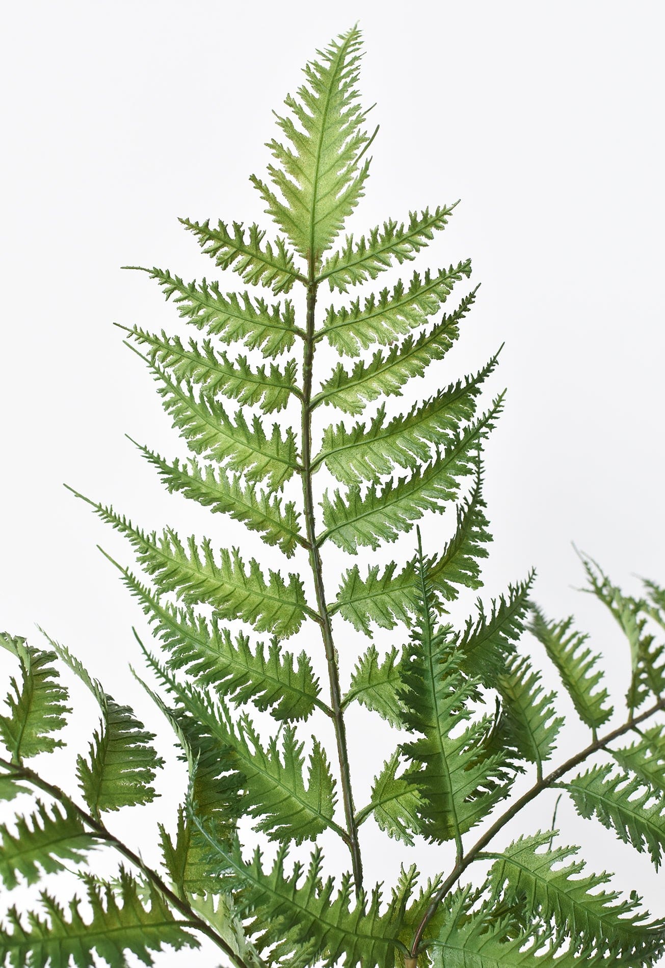 Forex Fern Stem