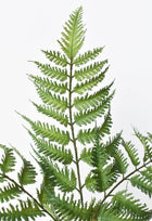 Forex Fern Stem