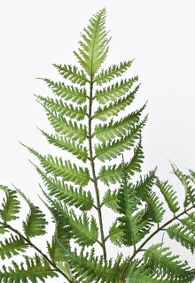 Forex Fern Stem