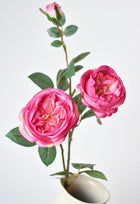 Fuchsia Cabbage Rose Stem