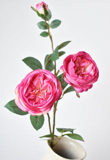 Fuchsia Cabbage Rose Stem