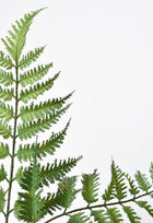 Forex Fern Stem