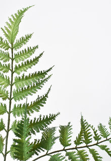 Forex Fern Stem