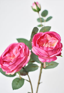 Fuchsia Cabbage Rose Stem