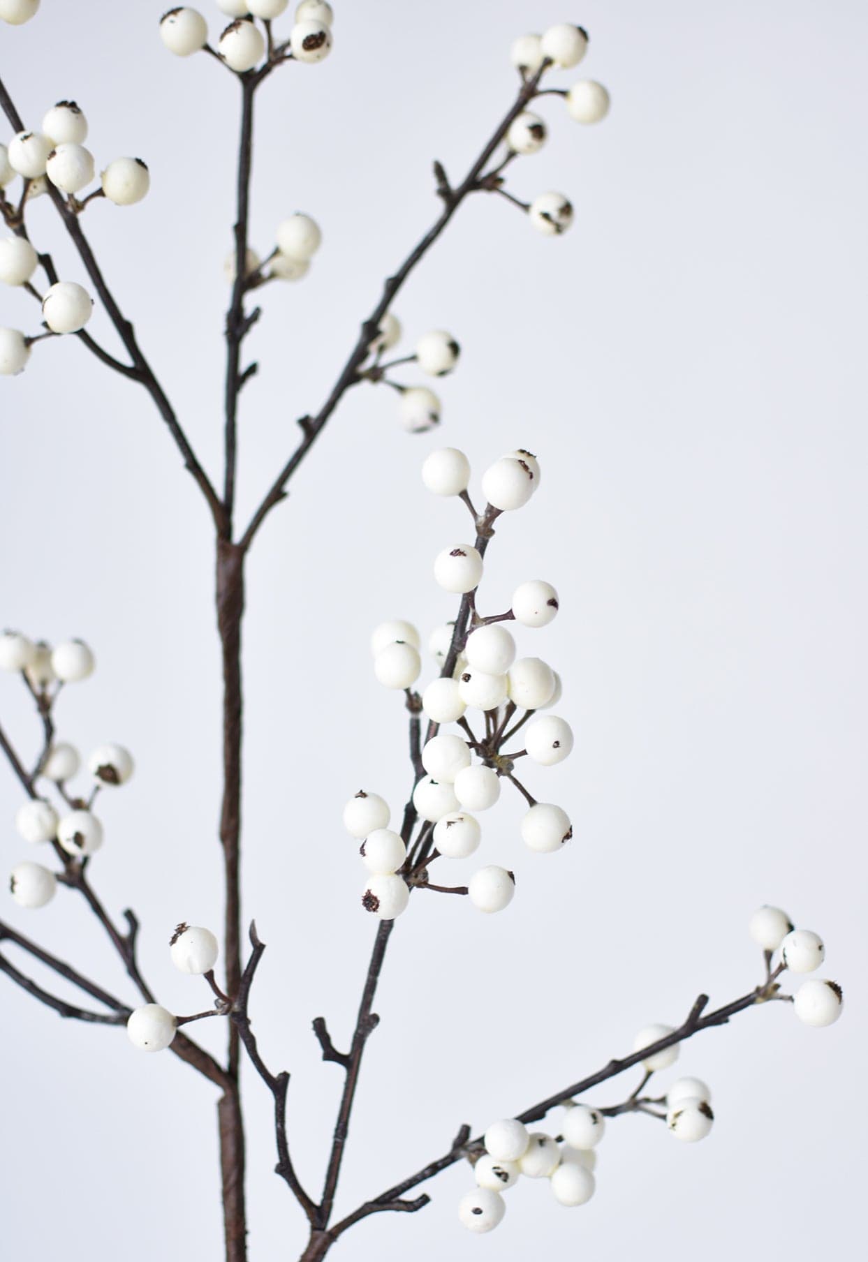 Berry Branch Stem