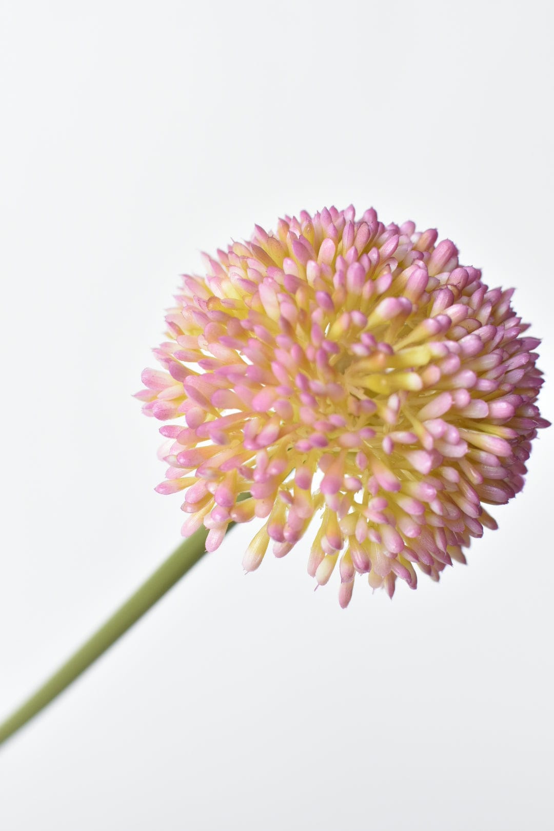 Lavender Allium Flower