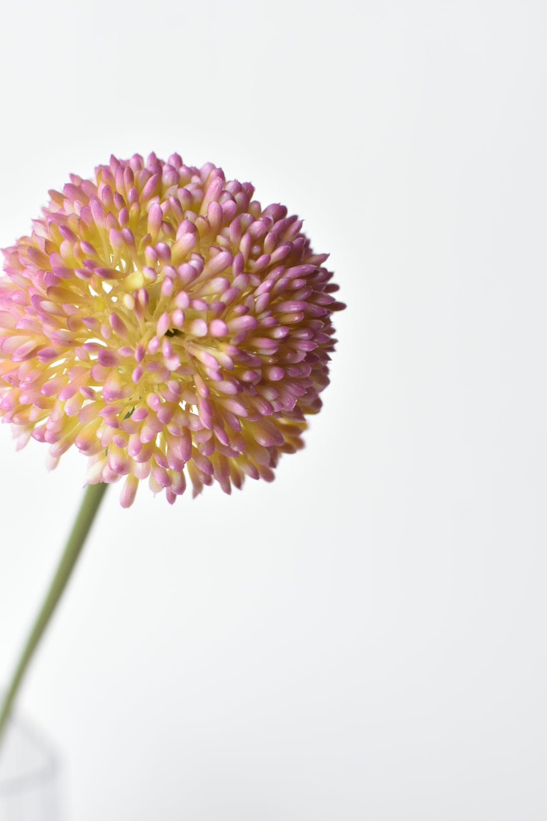 Lavender Allium Flower