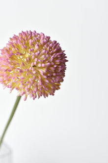 Lavender Allium Flower