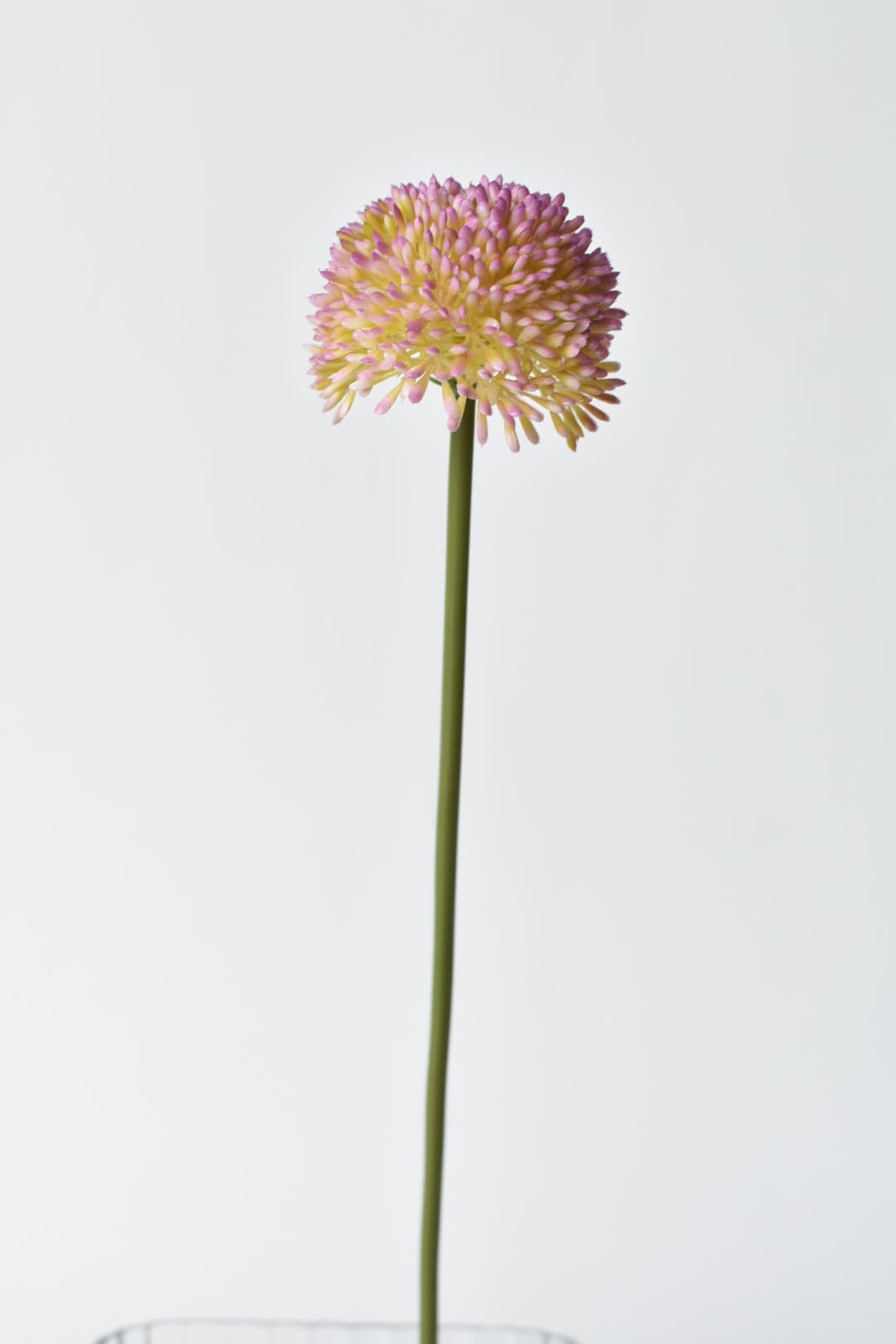 Lavender Allium Flower