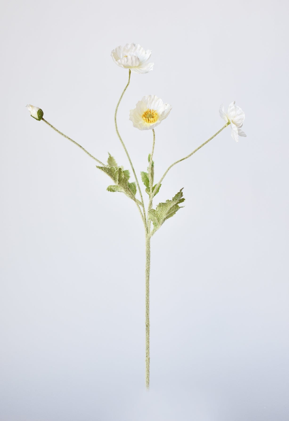 White Poppy Stem