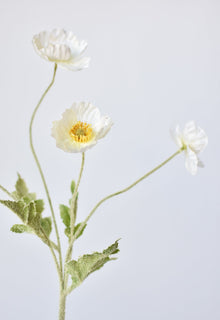 White Poppy Stem