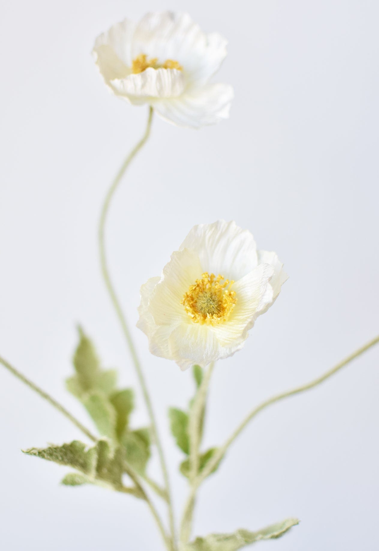 White Poppy Stem