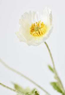 White Poppy Stem