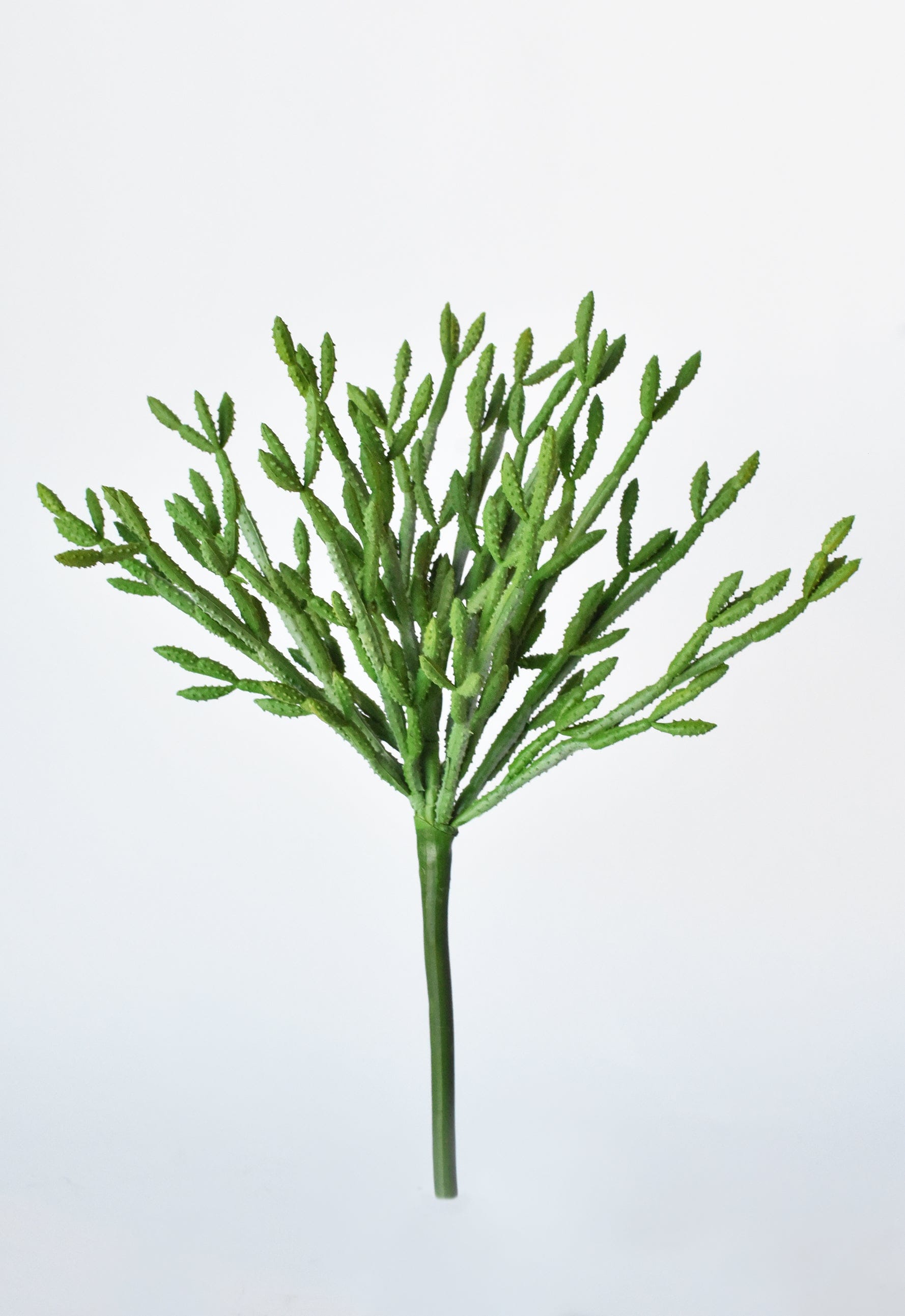 Green Pencil Cactus 