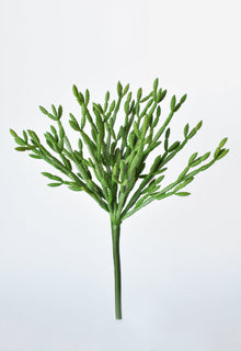 Green Pencil Cactus 