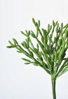 Green Pencil Cactus 