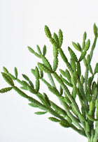 Green Pencil Cactus 