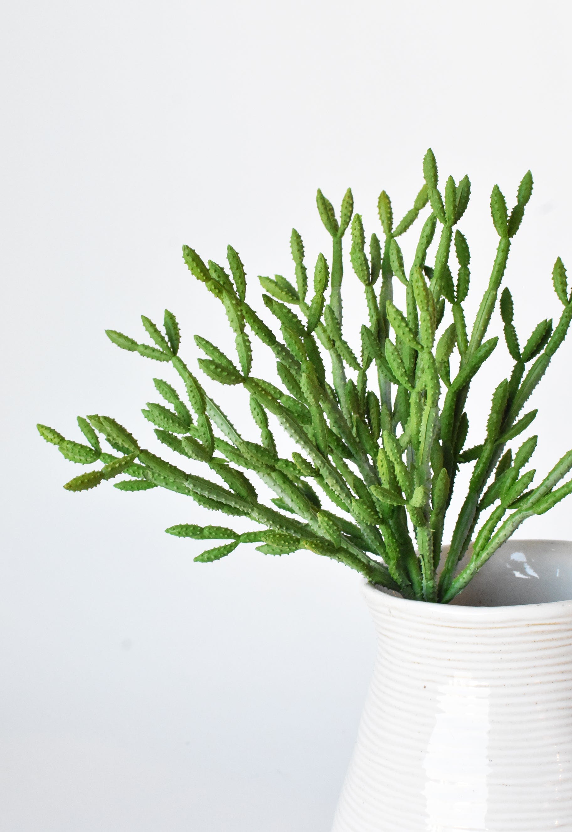 Green Pencil Cactus 