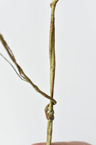 42" Artificial Blue Berry Stem Vine