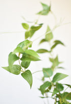 Artificial clematis vine branch with lush cascading foliage