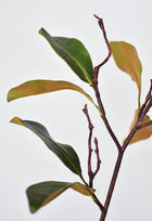 26" magnolia leaf branch