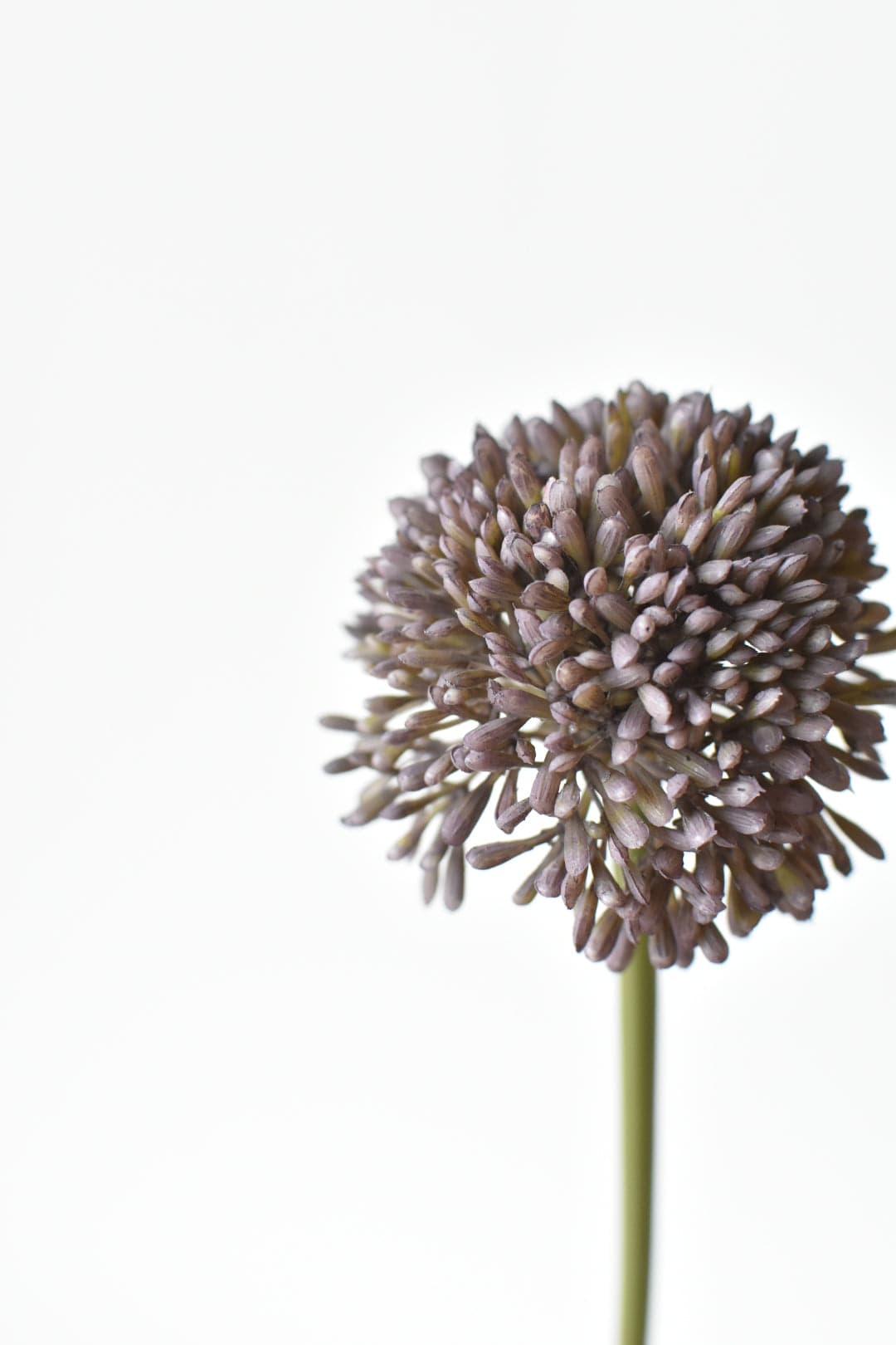 17.5" Faux Purple Allium Spray Stem