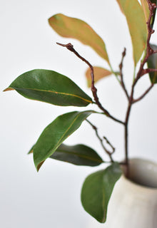 26" magnolia leaf branch